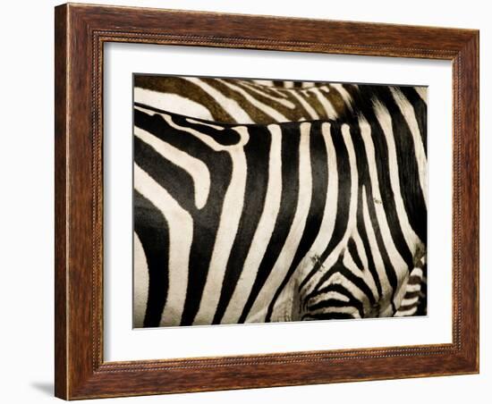 A Pattern of Stripes on a Burchell's Zebra.  Kenya.-Karine Aigner-Framed Photographic Print