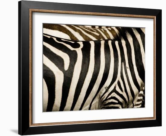 A Pattern of Stripes on a Burchell's Zebra.  Kenya.-Karine Aigner-Framed Photographic Print