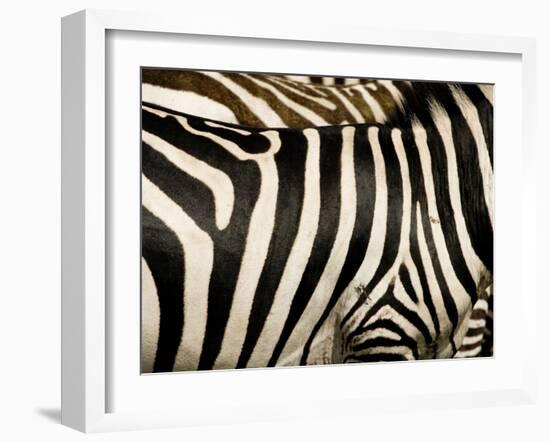 A Pattern of Stripes on a Burchell's Zebra.  Kenya.-Karine Aigner-Framed Photographic Print