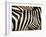 A Pattern of Stripes on a Burchell's Zebra.  Kenya.-Karine Aigner-Framed Photographic Print