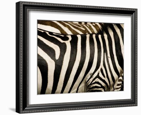 A Pattern of Stripes on a Burchell's Zebra.  Kenya.-Karine Aigner-Framed Photographic Print