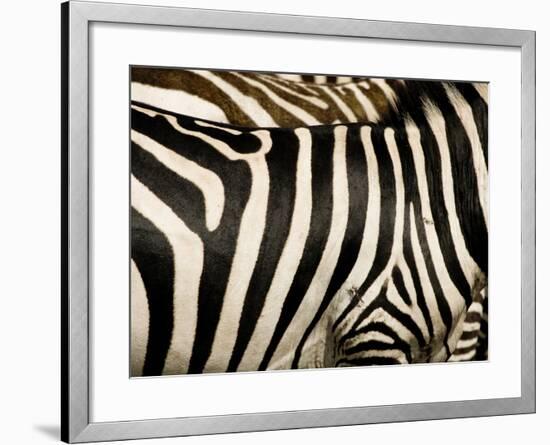 A Pattern of Stripes on a Burchell's Zebra.  Kenya.-Karine Aigner-Framed Photographic Print