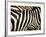 A Pattern of Stripes on a Burchell's Zebra.  Kenya.-Karine Aigner-Framed Photographic Print