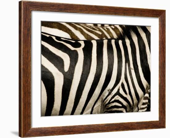 A Pattern of Stripes on a Burchell's Zebra.  Kenya.-Karine Aigner-Framed Photographic Print