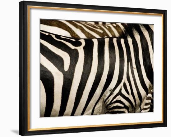 A Pattern of Stripes on a Burchell's Zebra.  Kenya.-Karine Aigner-Framed Photographic Print