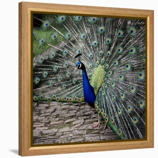 A Peacock at Tapely Park in Devon, May 1981-null-Framed Premier Image Canvas