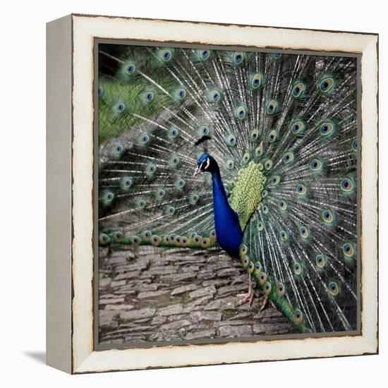 A Peacock at Tapely Park in Devon, May 1981-null-Framed Premier Image Canvas