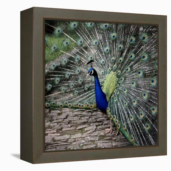 A Peacock at Tapely Park in Devon, May 1981-null-Framed Premier Image Canvas