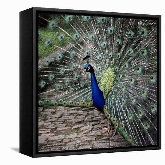 A Peacock at Tapely Park in Devon, May 1981-null-Framed Premier Image Canvas