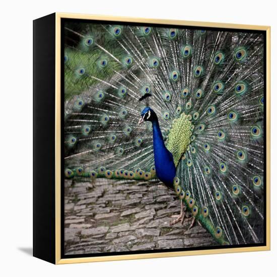 A Peacock at Tapely Park in Devon, May 1981-null-Framed Premier Image Canvas