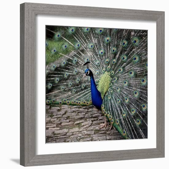 A Peacock at Tapely Park in Devon, May 1981-null-Framed Photographic Print
