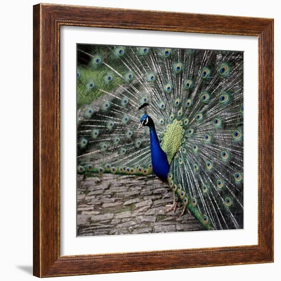 A Peacock at Tapely Park in Devon, May 1981-null-Framed Photographic Print