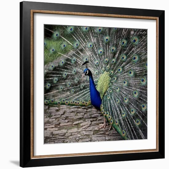 A Peacock at Tapely Park in Devon, May 1981-null-Framed Photographic Print