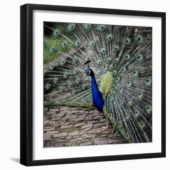 A Peacock at Tapely Park in Devon, May 1981-null-Framed Photographic Print