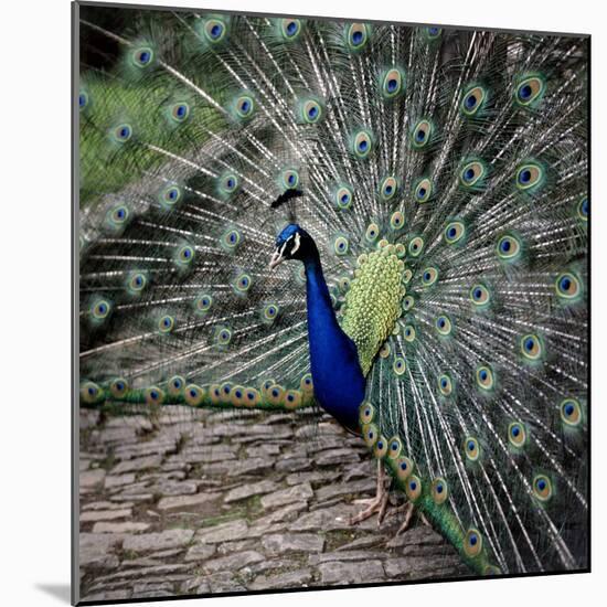 A Peacock at Tapely Park in Devon, May 1981-null-Mounted Photographic Print