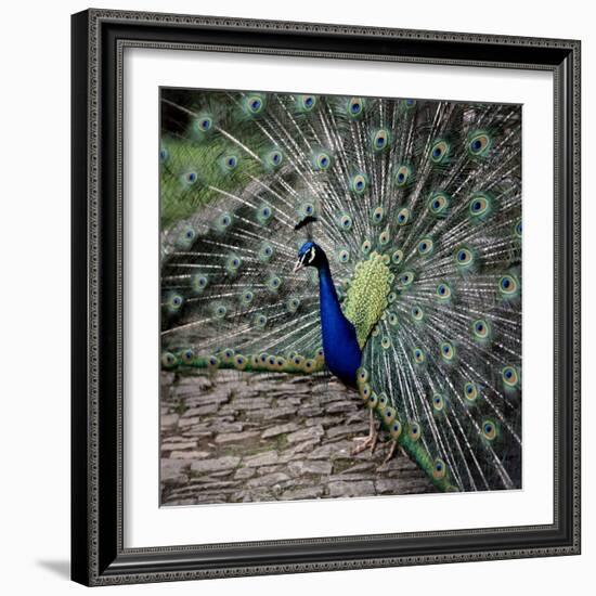 A Peacock at Tapely Park in Devon, May 1981-null-Framed Photographic Print