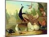A Peacock, Doves, Chickens and a Jay in a Park-Marmaduke Cradock-Mounted Giclee Print