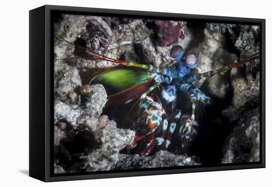 A Peacock Mantis Shrimp in Lembeh Strait, Indonesia-Stocktrek Images-Framed Premier Image Canvas