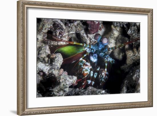 A Peacock Mantis Shrimp in Lembeh Strait, Indonesia-Stocktrek Images-Framed Photographic Print