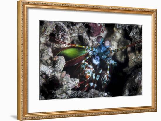 A Peacock Mantis Shrimp in Lembeh Strait, Indonesia-Stocktrek Images-Framed Photographic Print