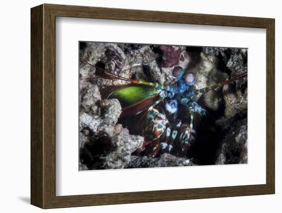 A Peacock Mantis Shrimp in Lembeh Strait, Indonesia-Stocktrek Images-Framed Photographic Print