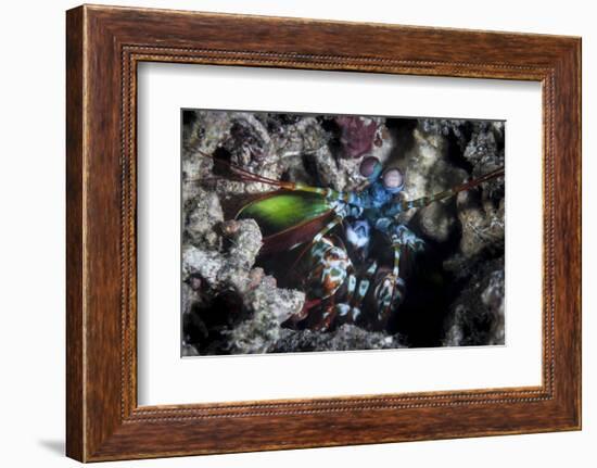 A Peacock Mantis Shrimp in Lembeh Strait, Indonesia-Stocktrek Images-Framed Photographic Print