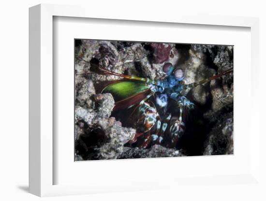 A Peacock Mantis Shrimp in Lembeh Strait, Indonesia-Stocktrek Images-Framed Photographic Print