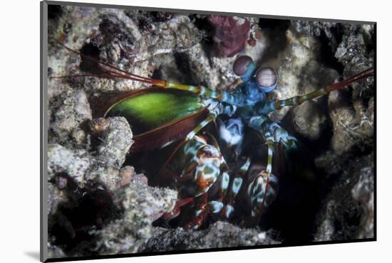 A Peacock Mantis Shrimp in Lembeh Strait, Indonesia-Stocktrek Images-Mounted Photographic Print