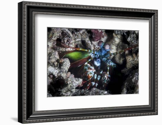 A Peacock Mantis Shrimp in Lembeh Strait, Indonesia-Stocktrek Images-Framed Photographic Print