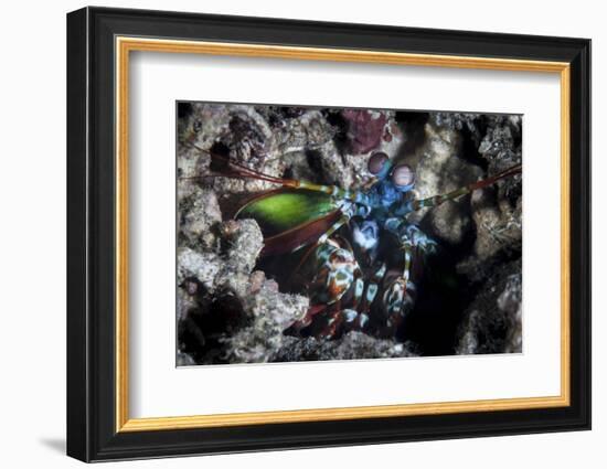 A Peacock Mantis Shrimp in Lembeh Strait, Indonesia-Stocktrek Images-Framed Photographic Print