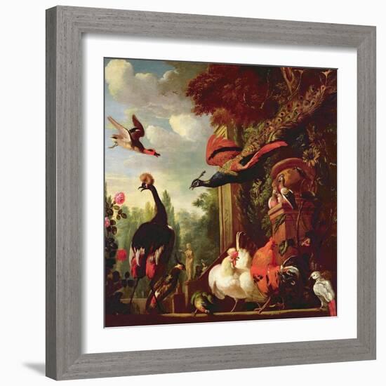 A Peacock, Peahen and Other Exotic Birds and Poultry on a Terrace-Melchior de Hondecoeter-Framed Giclee Print