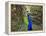 A Peacock Spreads its Feathers at the Alipore Zoo-null-Framed Premier Image Canvas