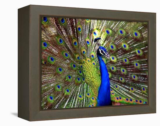 A Peacock Spreads its Feathers at the Alipore Zoo-null-Framed Premier Image Canvas