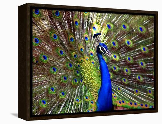 A Peacock Spreads its Feathers at the Alipore Zoo-null-Framed Premier Image Canvas