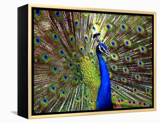 A Peacock Spreads its Feathers at the Alipore Zoo-null-Framed Premier Image Canvas