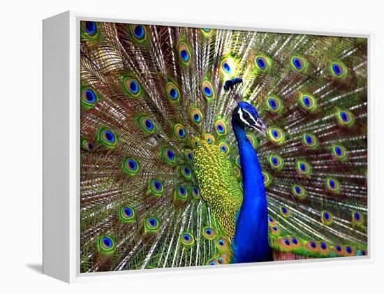 A Peacock Spreads its Feathers at the Alipore Zoo-null-Framed Premier Image Canvas