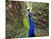 Premium Photographic Print