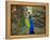 A Peacock Spreads its Feathers at the Alipore Zoo-null-Framed Premier Image Canvas