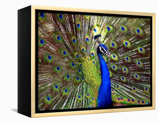 A Peacock Spreads its Feathers at the Alipore Zoo-null-Framed Premier Image Canvas