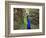 A Peacock Spreads its Feathers at the Alipore Zoo-null-Framed Photographic Print