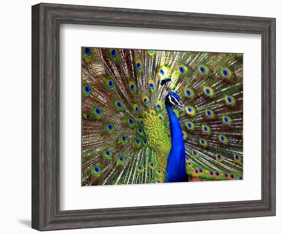 A Peacock Spreads its Feathers at the Alipore Zoo-null-Framed Photographic Print