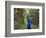 A Peacock Spreads its Feathers at the Alipore Zoo-null-Framed Photographic Print