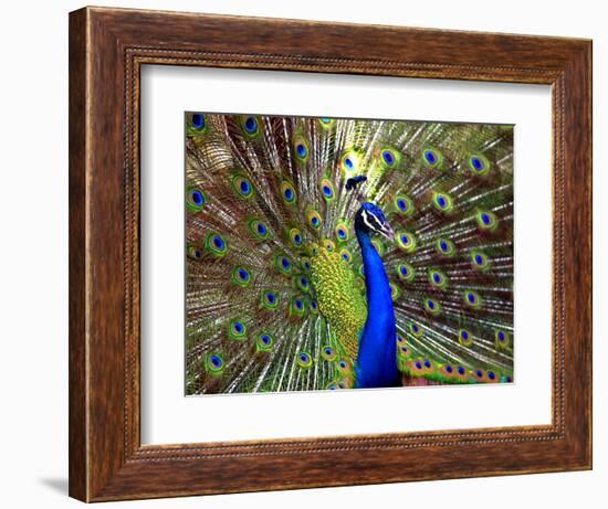 A Peacock Spreads its Feathers at the Alipore Zoo-null-Framed Photographic Print