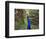 A Peacock Spreads its Feathers at the Alipore Zoo-null-Framed Photographic Print