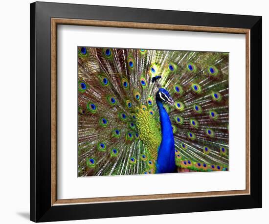 A Peacock Spreads its Feathers at the Alipore Zoo--Framed Photographic Print