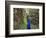 A Peacock Spreads its Feathers at the Alipore Zoo-null-Framed Photographic Print