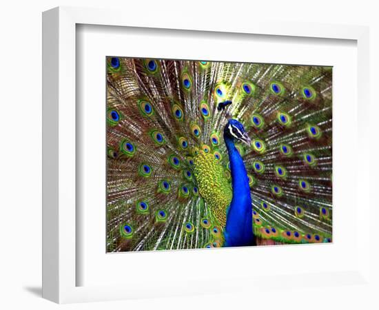 A Peacock Spreads its Feathers at the Alipore Zoo--Framed Photographic Print