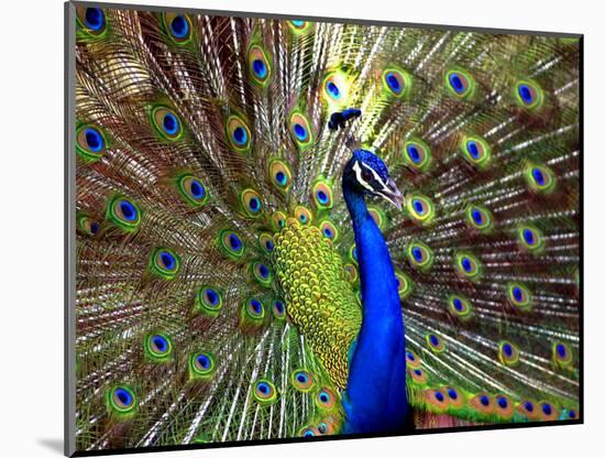 A Peacock Spreads its Feathers at the Alipore Zoo-null-Mounted Photographic Print