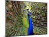 A Peacock Spreads its Feathers at the Alipore Zoo-null-Mounted Photographic Print