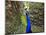 A Peacock Spreads its Feathers at the Alipore Zoo-null-Mounted Photographic Print